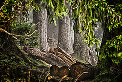 Elfenwald am Mittag - Bernhard Saalfeld